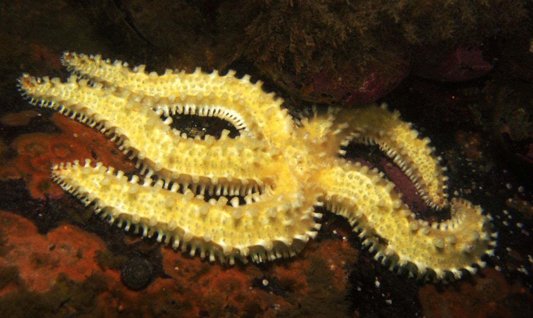 Estrella de mar de la especie Meyenaster gelatinosus fue hallada en la punta San Juan, en Ica. Foto: Sernanp.