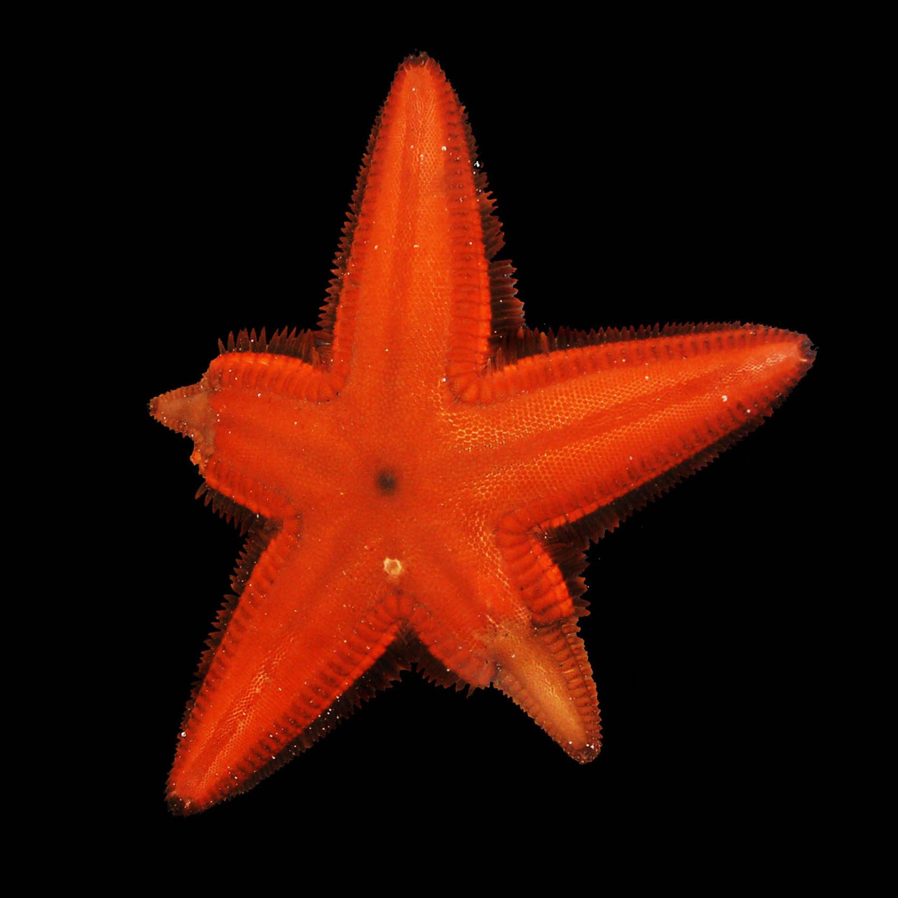 Estrella de mar de la especie Astropecten regalis fue encontrada en los manglares de Tumbes, muy cerca al santuario nacional. Foto: Sernanp.