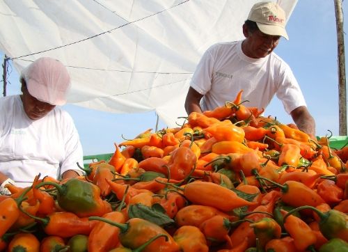 Cosecha de ají amarillo peruano.Foto:  ANDINA/Difusión.