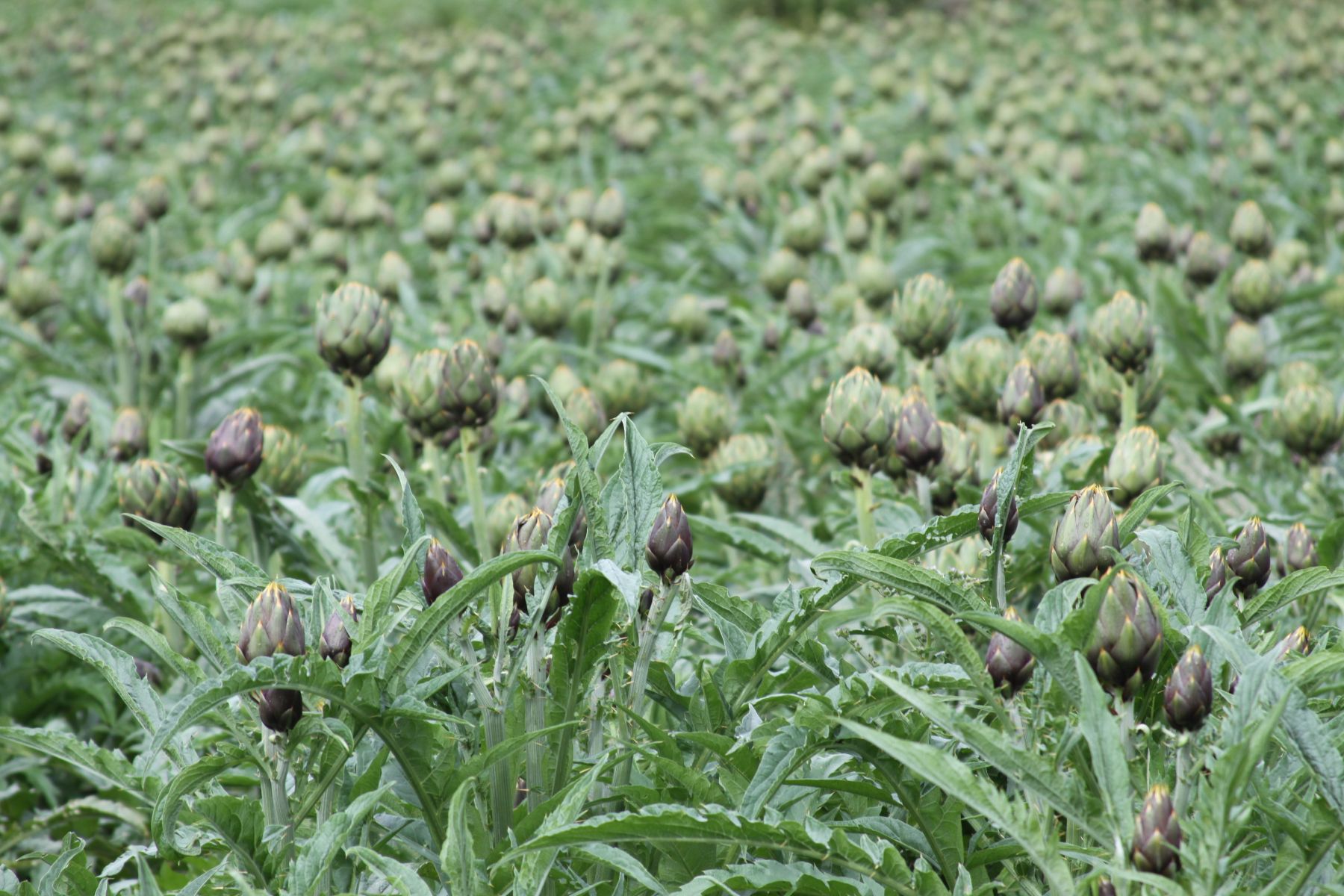 Campo de cultivo de alcachofa criolla o sin espinas. Foto: Minag.