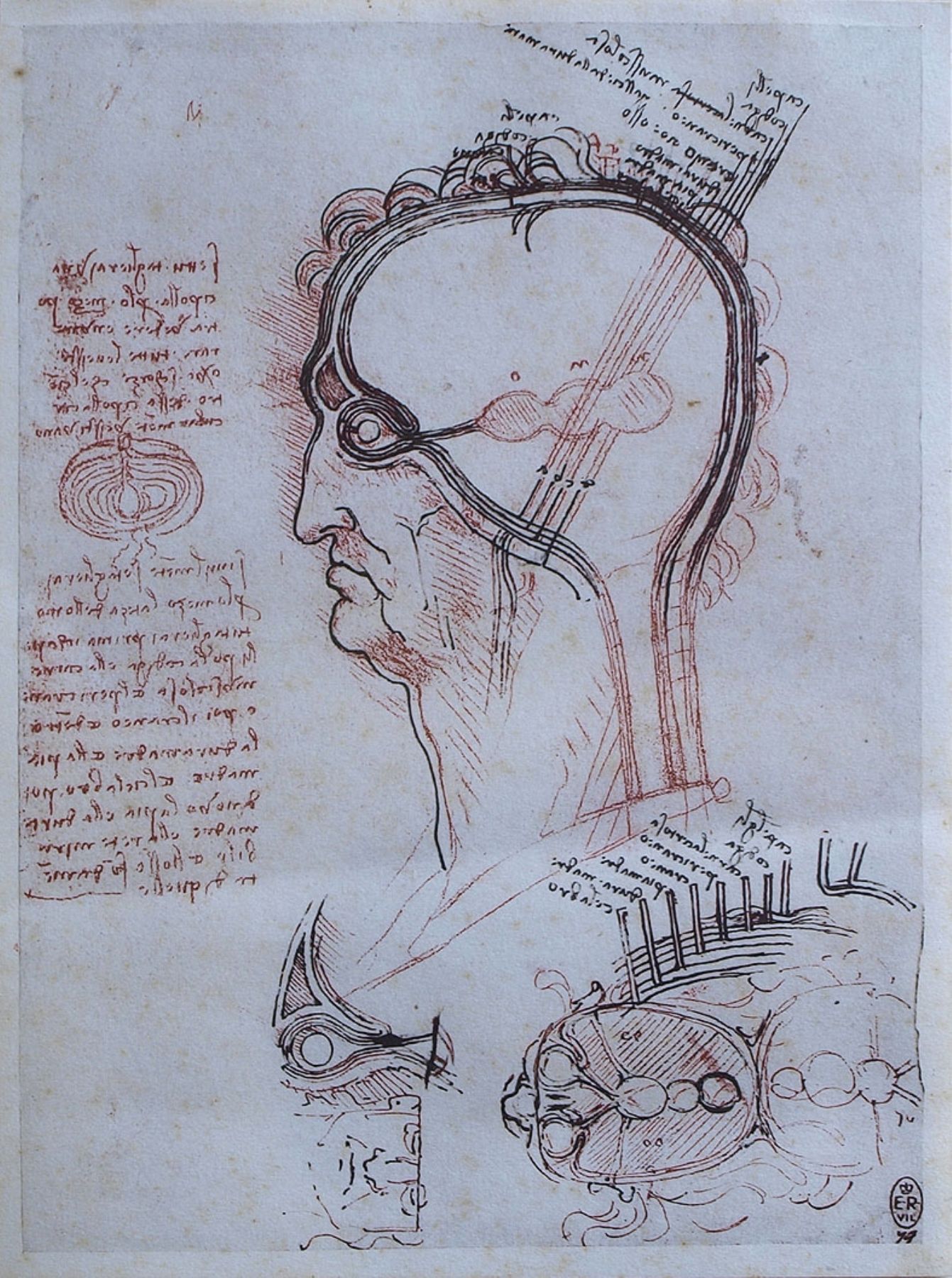 Dibujo de Leonardo a Vinci