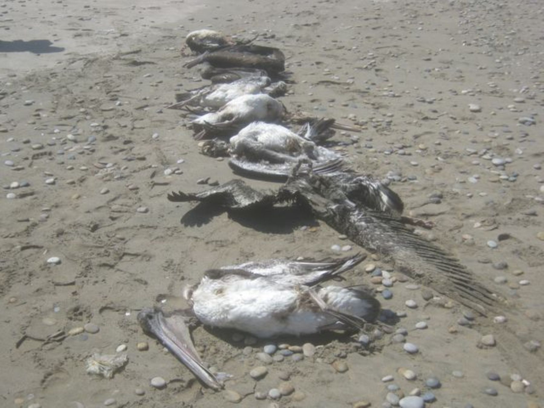 Reportan aparición de 219 pelícanos muertos en la zona reservada Illescas, en Piura. Foto: Sernanp.