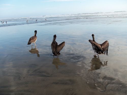 Los pelícanos son la única especie afectada por la influenza aviar detectada en Perú. ANDINA/Difusión