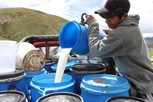 Crece producción de leche a nivel nacional. ANDINA/Difusión