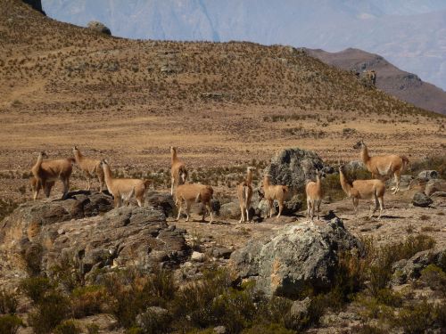 La reserva nacional de Calipuy (La Libertad) alberga 752 guanacos. Foto: Sernanp.