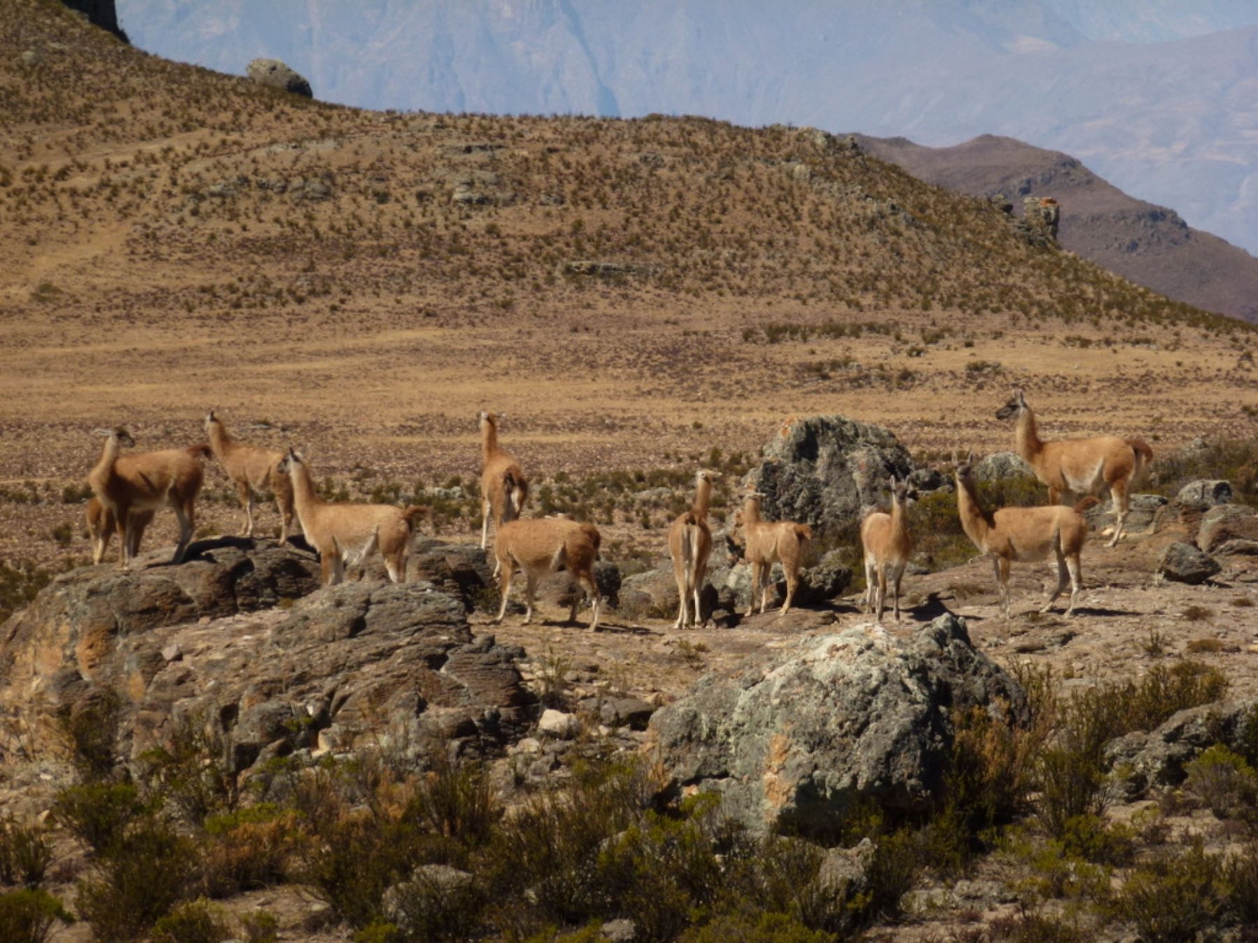 La reserva nacional de Calipuy (La Libertad) alberga 752 guanacos. Foto: Sernanp.