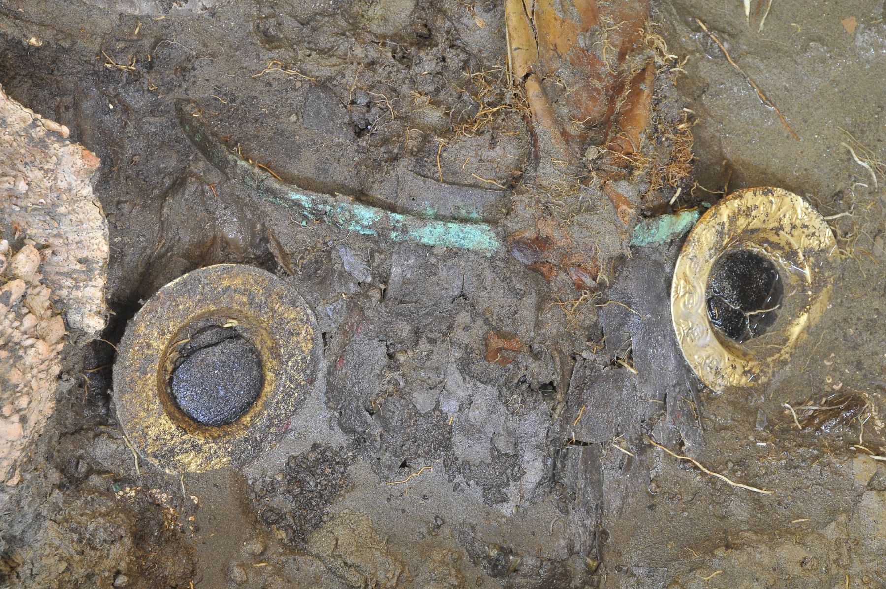 Un par de orejeras de oro grandes se halló junto a nuevo personaje de élite Lambayeque descubierto en la huaca Chornancap (Lambayeque).