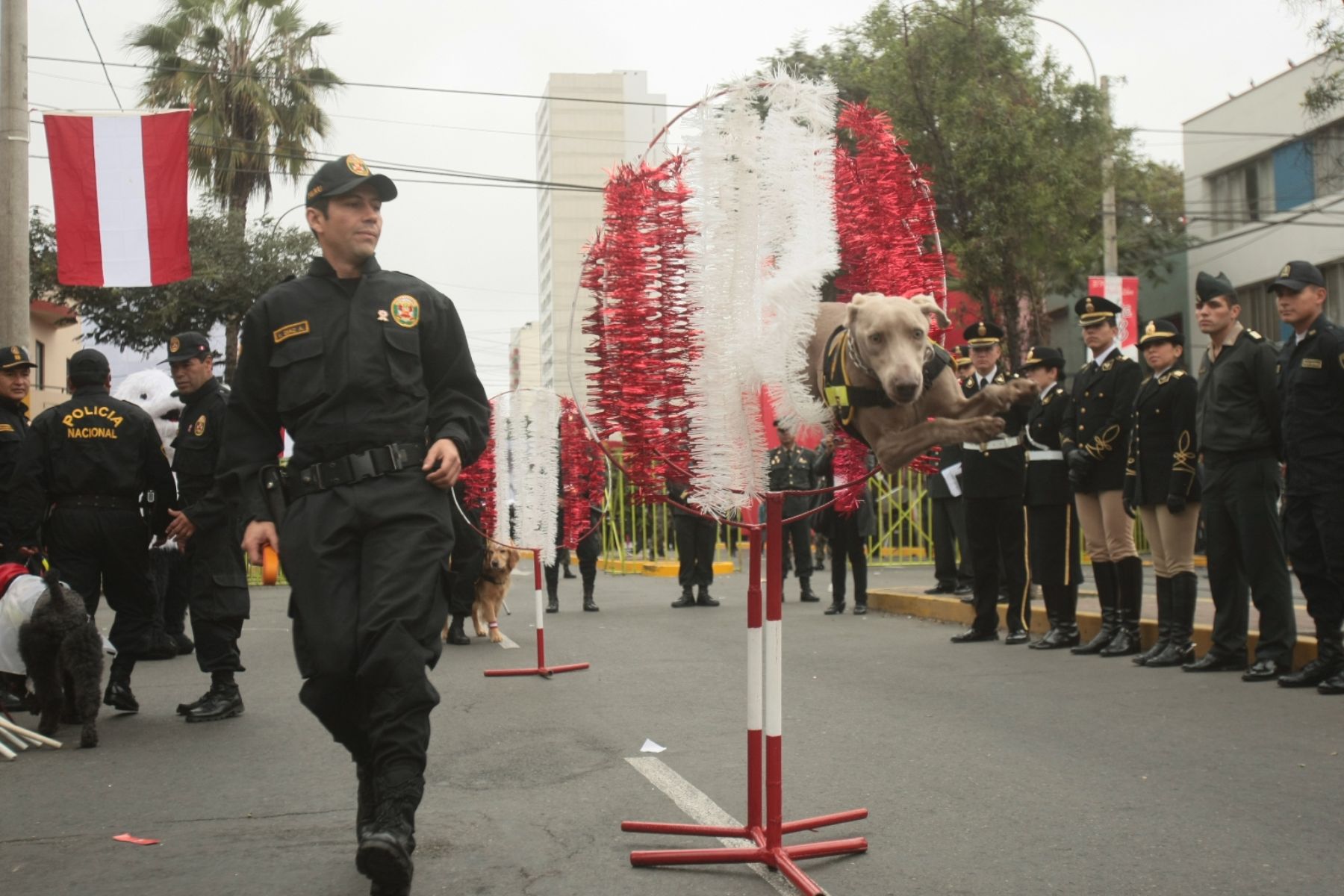 Los canes de la Policía Nacional listos para participar en el Desfile Cívico Militar.
Foto:ANDINA / Juan Carlos Guzmán Negrini.