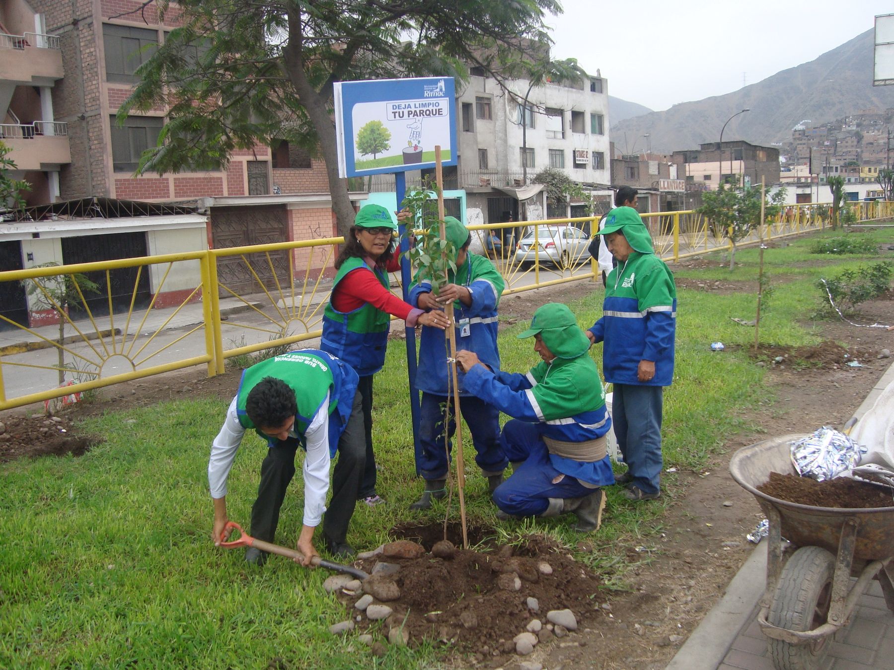 Colectivo Comas Sostenible impulsa campaña de arborización en el distrito. ANDINA/Difusión