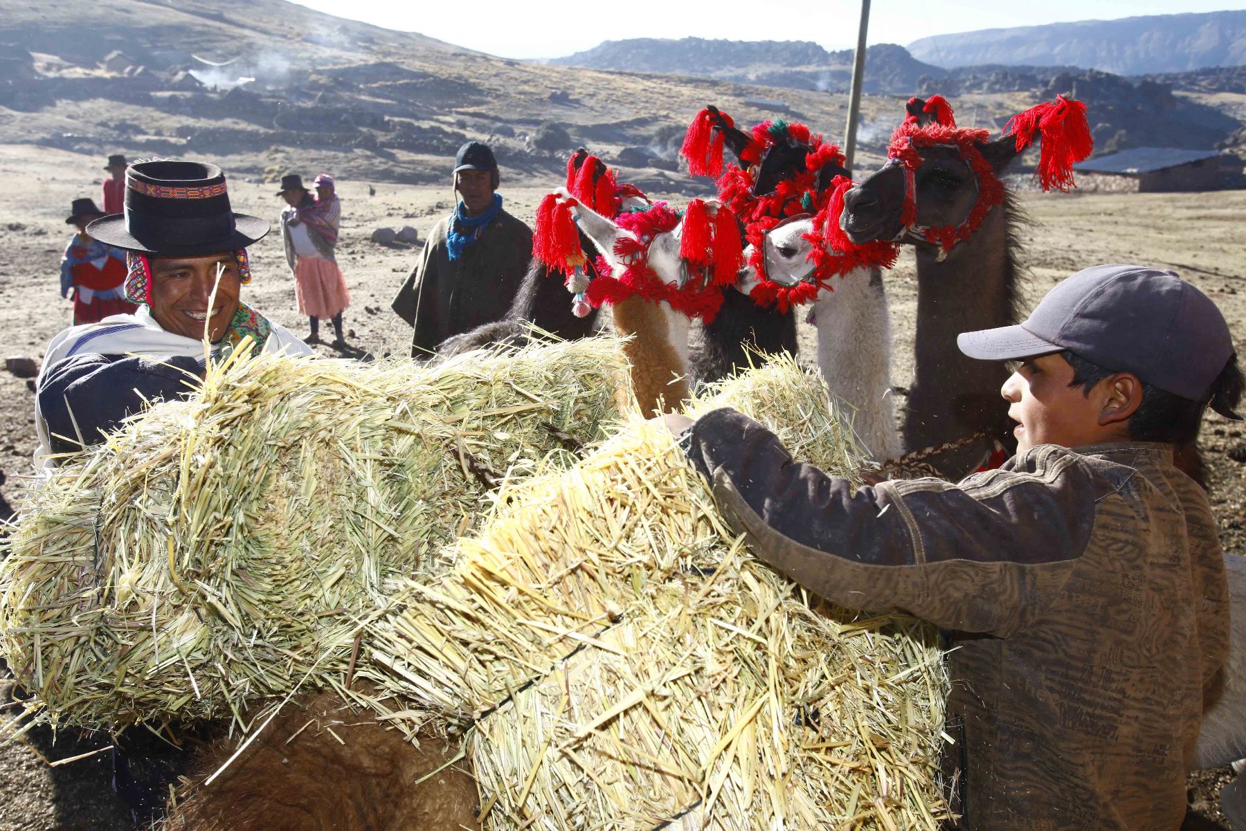 Agrorural entrega pacas de heno a comunidades de Asabran y Llunquis poblados de la región Ayacucho.
Foto:ANDINA/Oscar Farje.