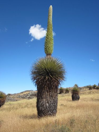 Puya de Raimondi. Foto: ANDINA/Sernanp.