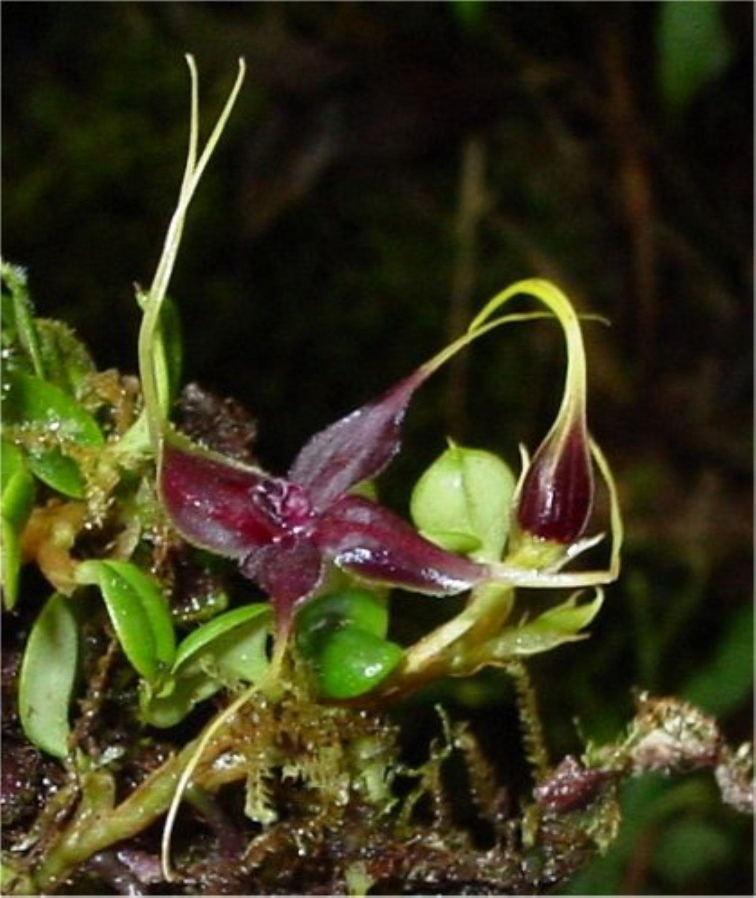 Brachionidium quator, especie endémica que conserva el parque nacional Yanachaga Chemillén. Foto: Sernanp.