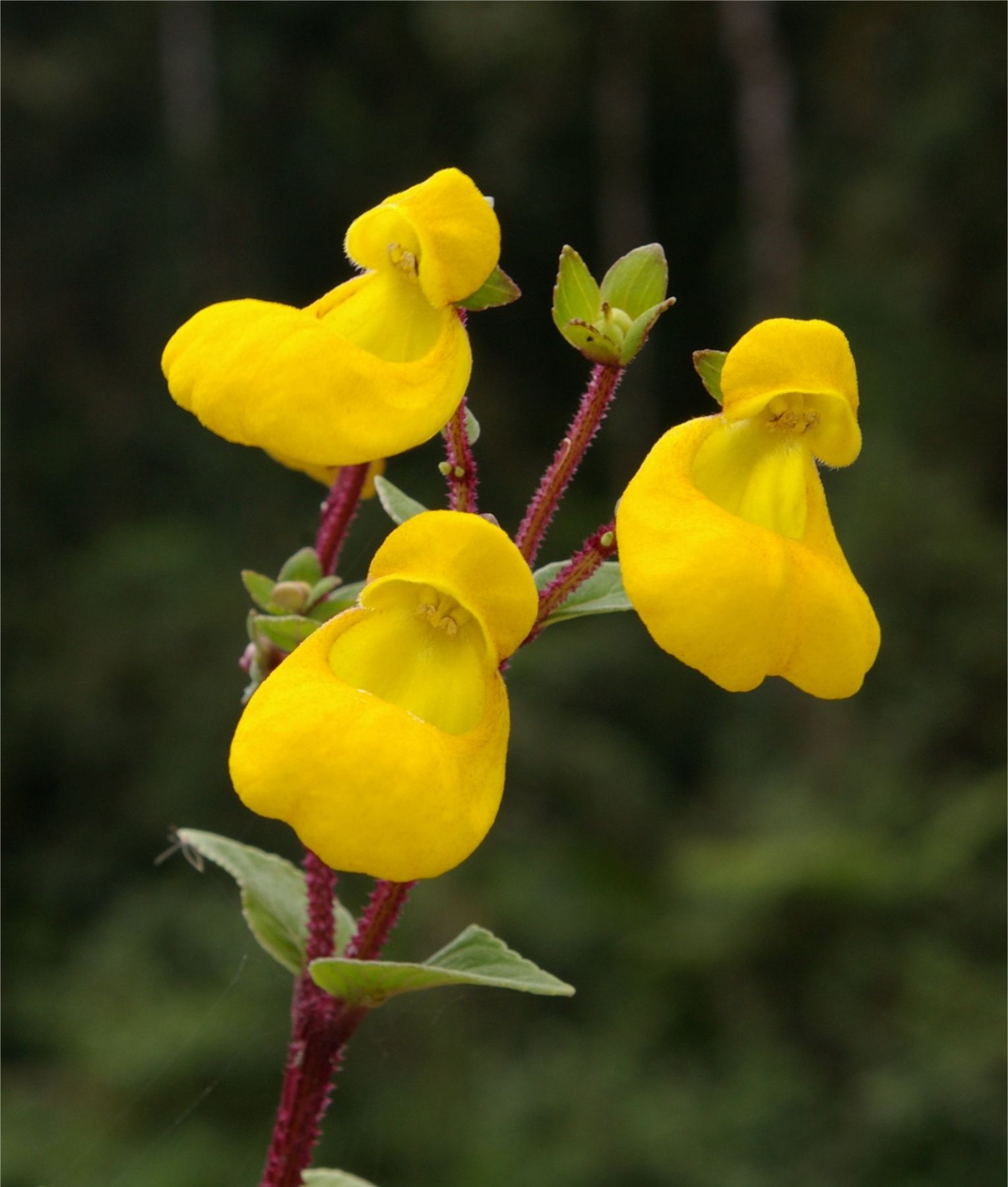 Calceolaria oxapampensis, especie que conserva el parque nacional Yanachaga Chemillén.