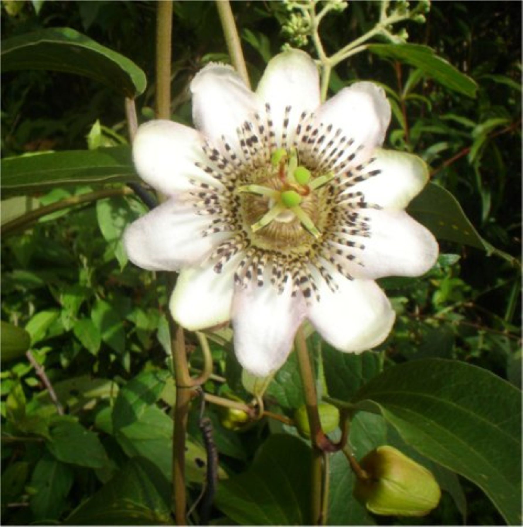 Passiflora pascoensis, especie endémica del parque nacional Yanachaga Chemillén.