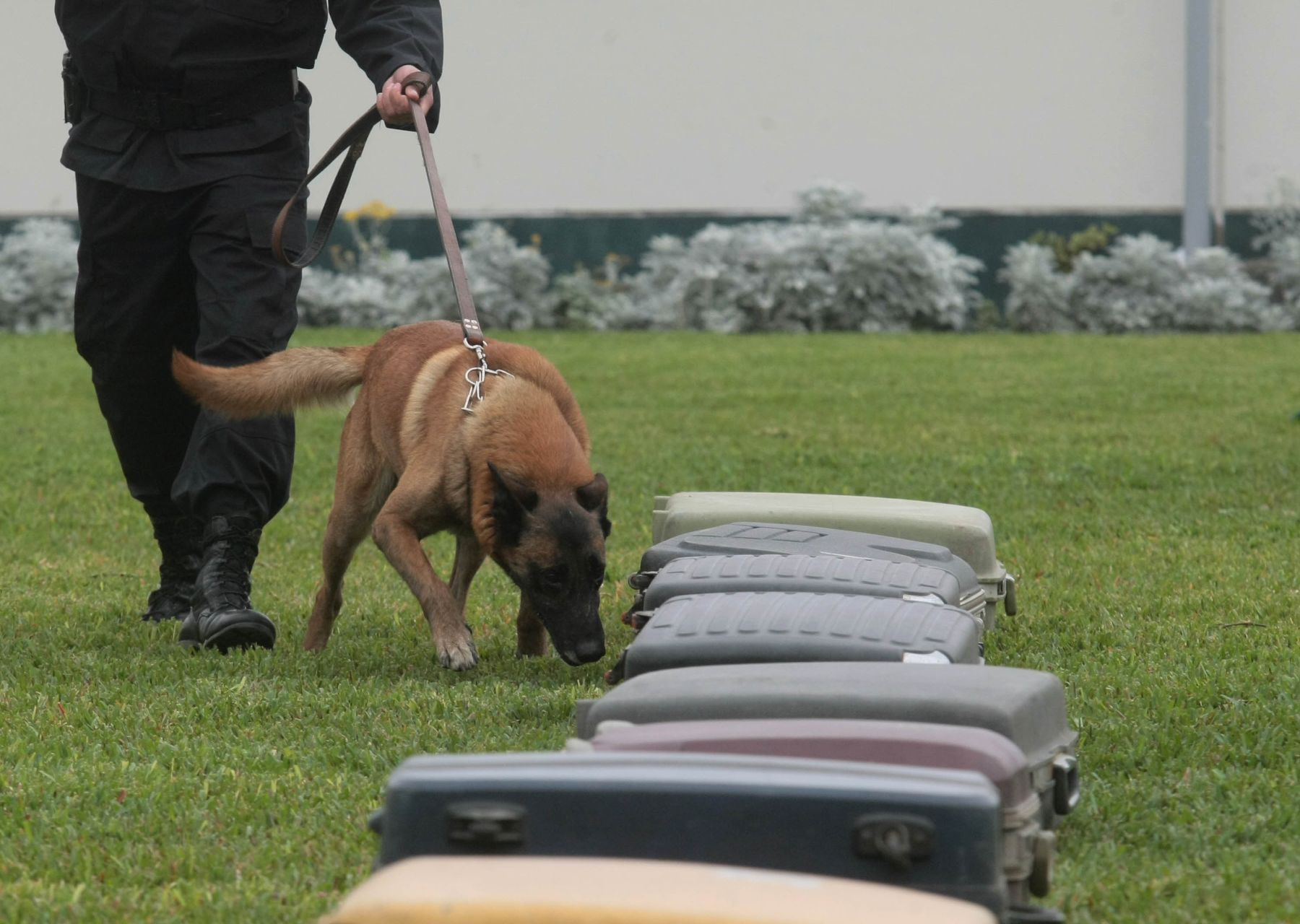 Unidad Canina Antidrogas reforzará detección de drogas en aeropuerto Jorge  Chávez | Noticias | Agencia Peruana de Noticias Andina