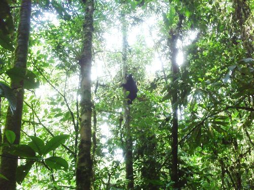 TARAPOTO, PERU. Oso de anteojos avistado en parque nacional Cordillera Azul.