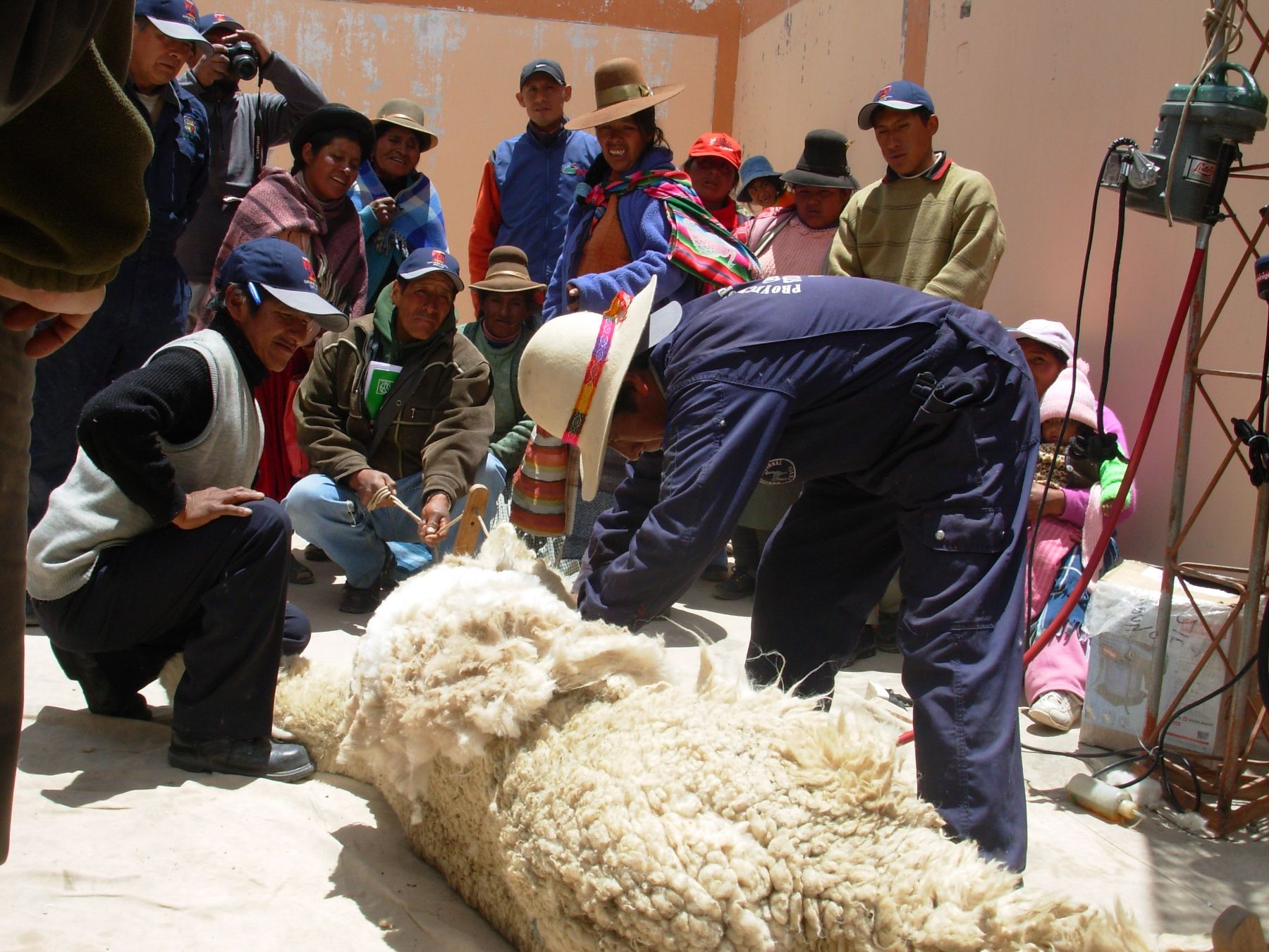 Lana de alpaca y algodón pima: los fabricantes peruanos aspiran a entrar en  el mercado europeo