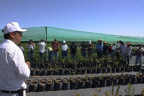 Cultivo de arándanos en Arequipa. Foto: Sierra Exportadora.