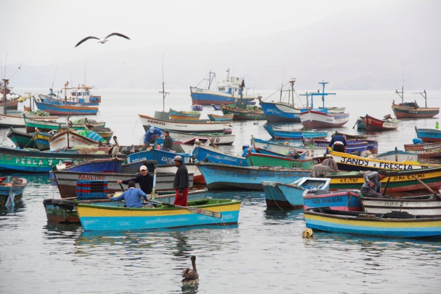 Un total de 333 pescadores artesanales del norte del país fueron  formalizados | Noticias | Agencia Peruana de Noticias Andina