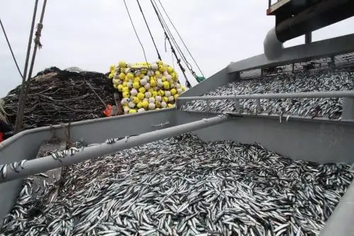 Anchoveta. Foto: ANDINA/Difusión