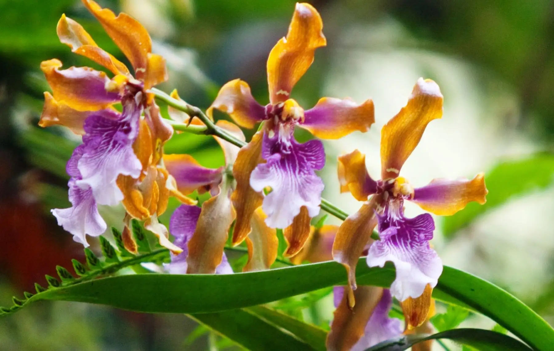 Con el objetivo garantizar la conservación de las poblaciones de especies de orquídeas y sus hábitats, el Servicio Nacional Forestal y de Fauna Silvestre (Serfor) del Ministerio de Agricultura y Riego, inició en Moyobamba, San Martín, los talleres para recoger aportes en la elaboración del Plan de Conservación de las Orquídeas del Perú. ANDINA/archivo
