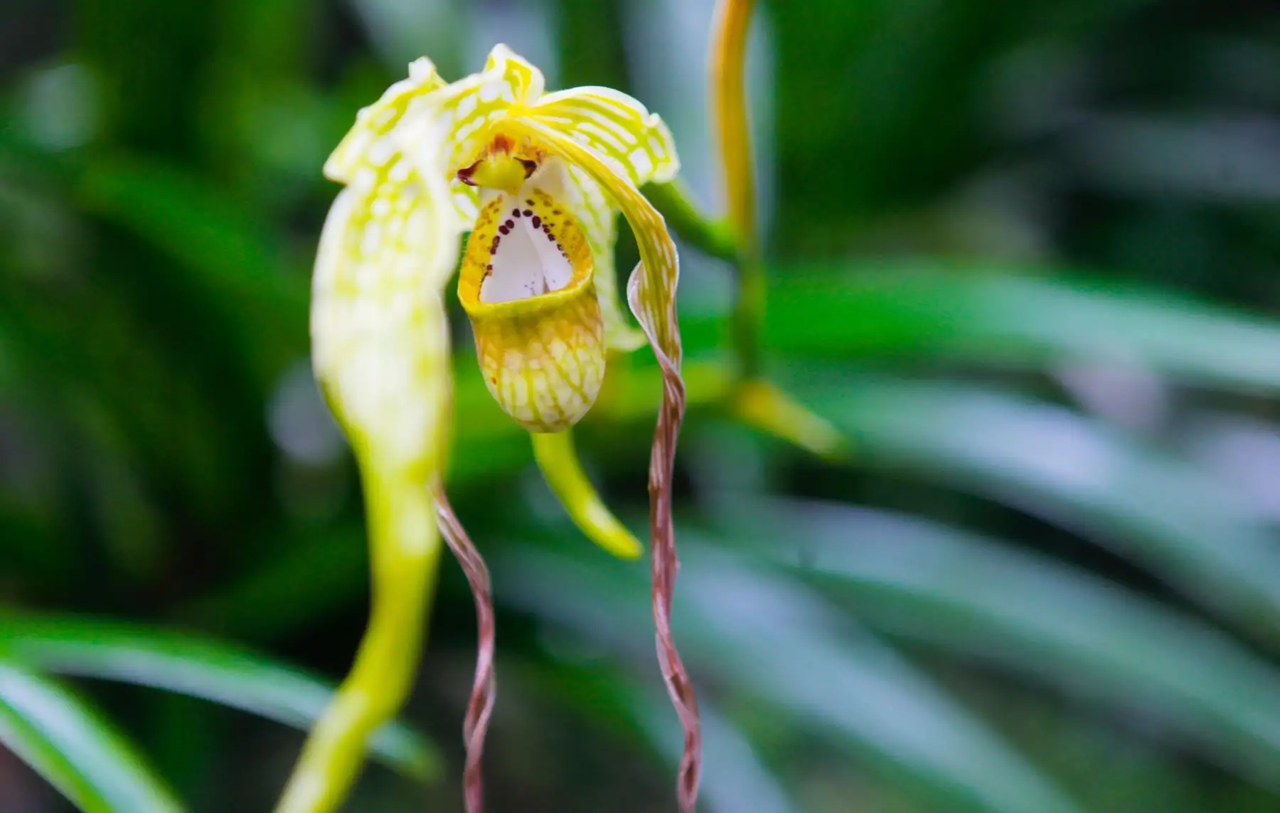 Exposición internacional iniciará el Festival de la Orquídea en Moyobamba.
