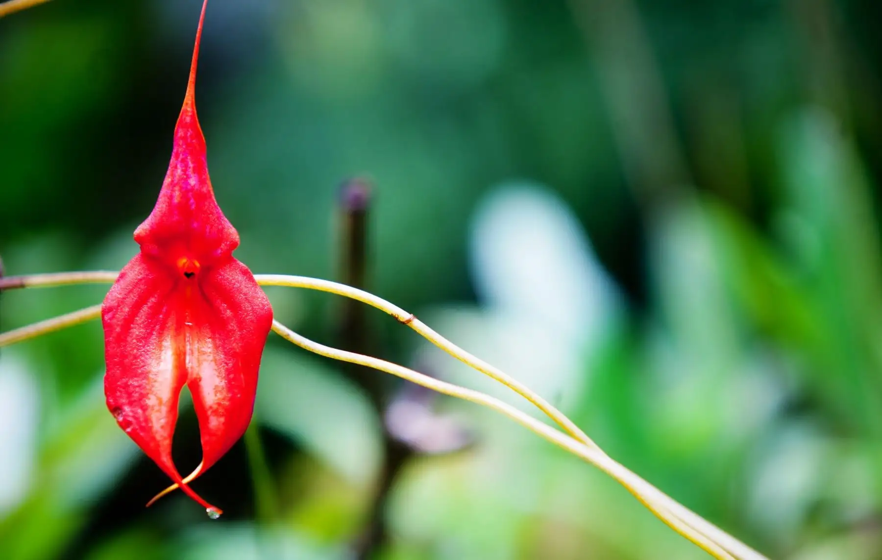 Con el objetivo garantizar la conservación de las poblaciones de especies de orquídeas y sus hábitats, el Servicio Nacional Forestal y de Fauna Silvestre (Serfor) del Ministerio de Agricultura y Riego, inició en Moyobamba, San Martín, los talleres para recoger aportes en la elaboración del Plan de Conservación de las Orquídeas del Perú. ANDINA/archivo