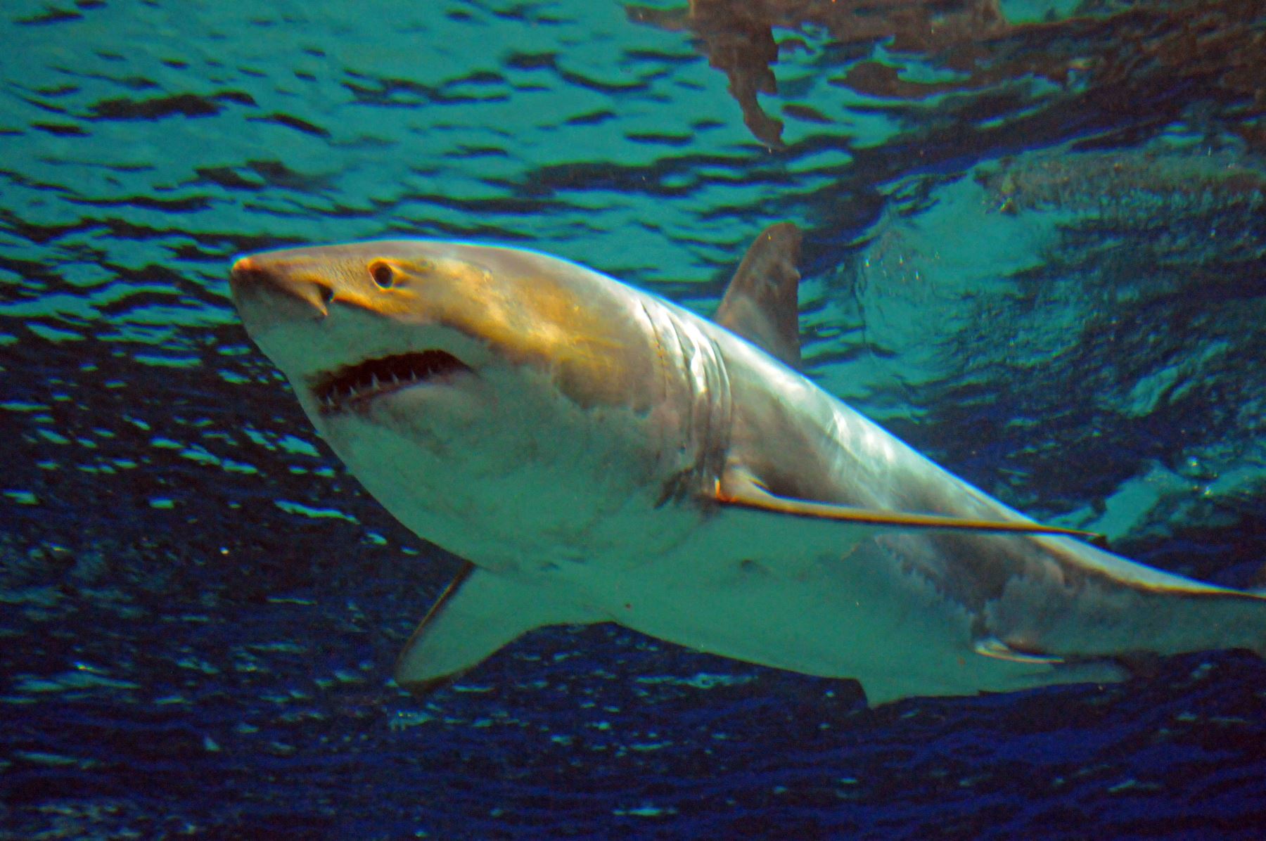 Es raro que este tipo de tiburones aparezca en las aguas de Okinawa, e incluso si queda atrapado en las redes de un pescador suele morir de inmediato porque necesita moverse a alta velocidad. Foto: AFP