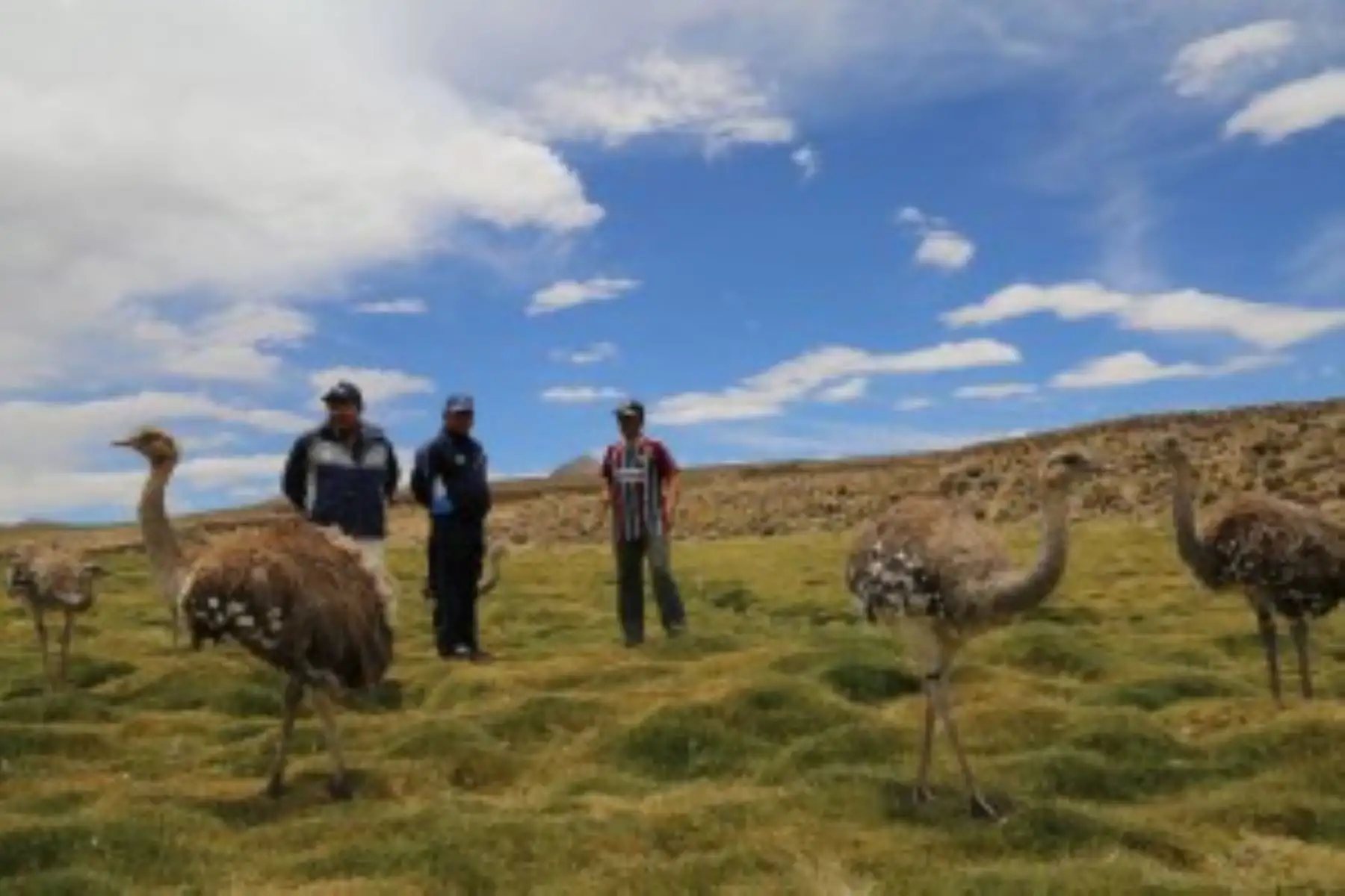 En mayo de este año se realizaría un censo para determinar el real estado de la población del Suri o "ñandú petizo", especie considerada en peligro crítico en el Perú, en el altiplano de las regiones de Moquegua, Puno y Tacna, donde acostumbra vivir,