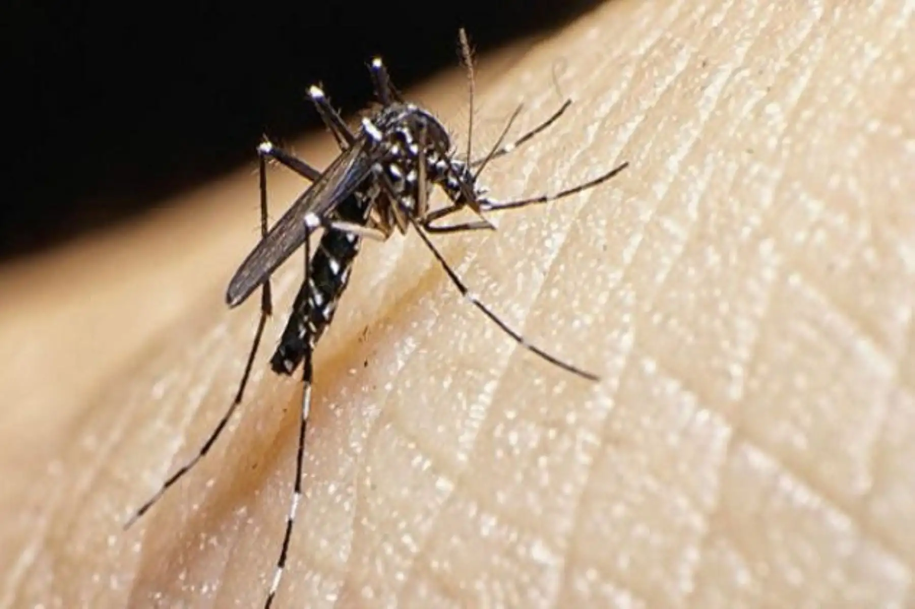 El Destacamento Naval de Investigación Médica de los Estados Unidos NAMRU-6 presentará tres proyectos relacionados a combatir el mosquito transmisor del dengue y la malaria en la Feria Perú con Ciencia 2021. ANDINA/Difusión