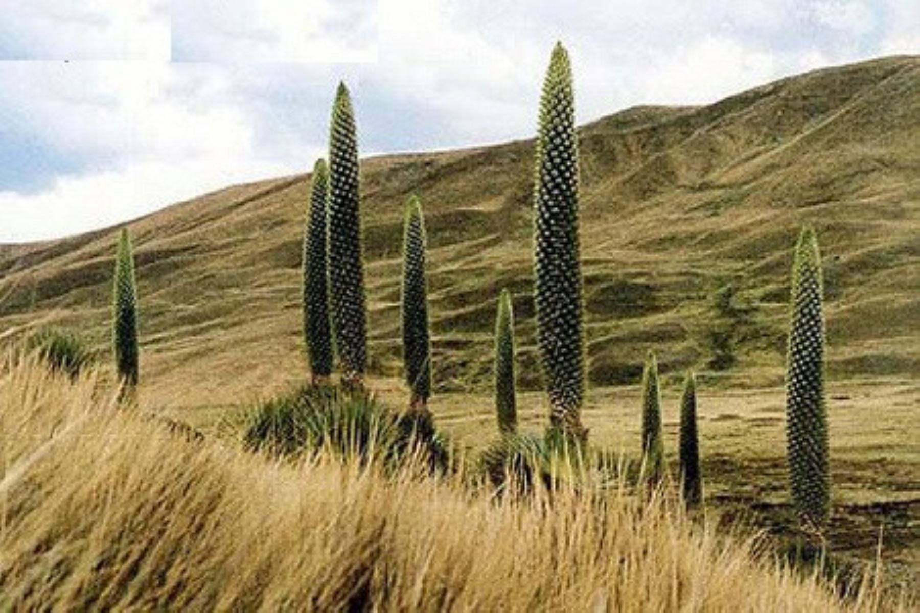 Tintacayoq, donde se encuentra el Bosque de Puya Raymondi, planta que llega a crecer más de 10 metros de altura y que florece cada 100 años.