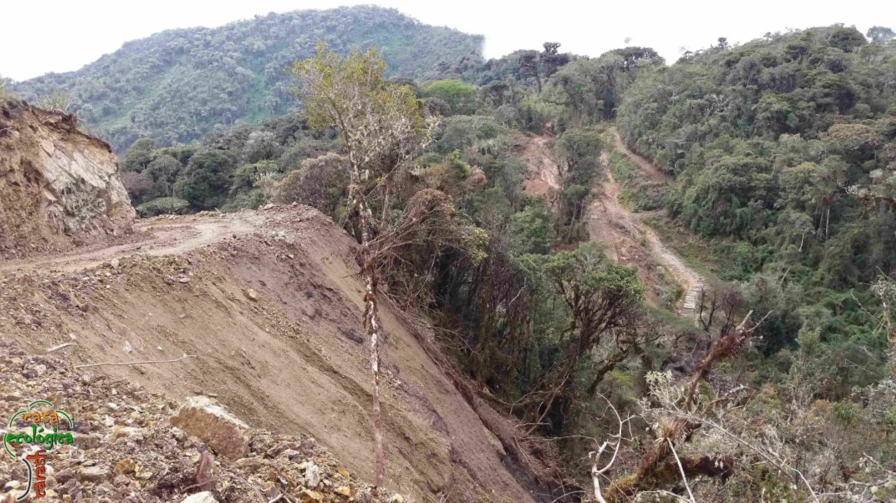 Sernanp advierte construcción de vía carrozable sin certificación ambiental en zona aledaña a parque Yanachaga Chemillén, por parte del Gobierno Regional de Pasco.