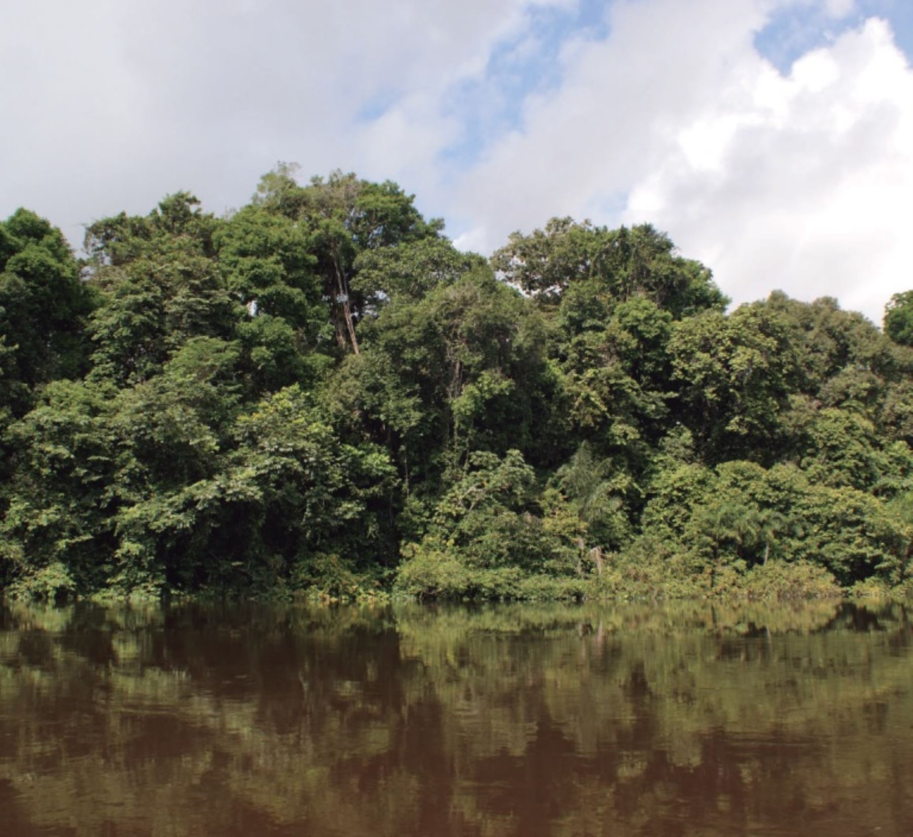 Bosque amazónico peruano