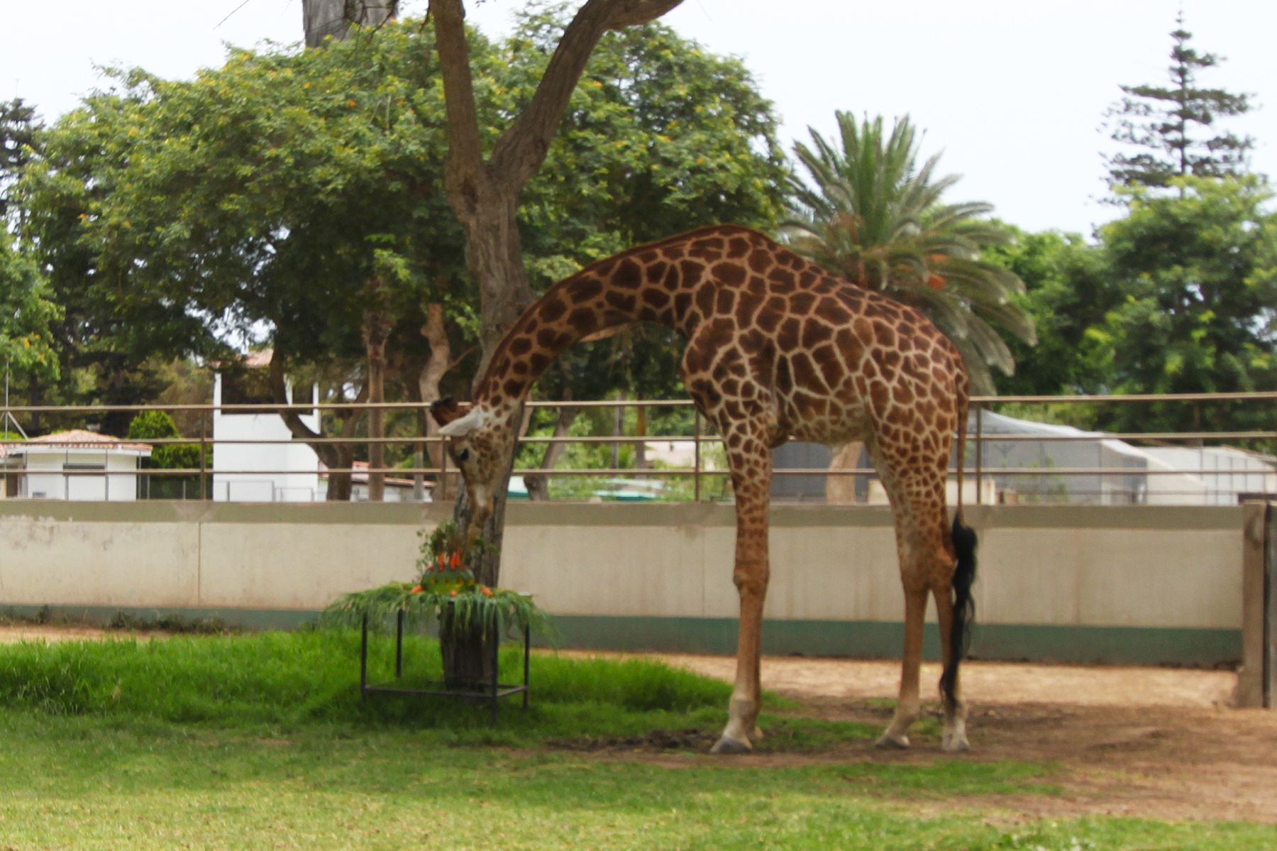 Este domingo habrá un show especial en Parque de Las Leyendas para conmemorar cumpleaños de jirafa. Foto: Difusión