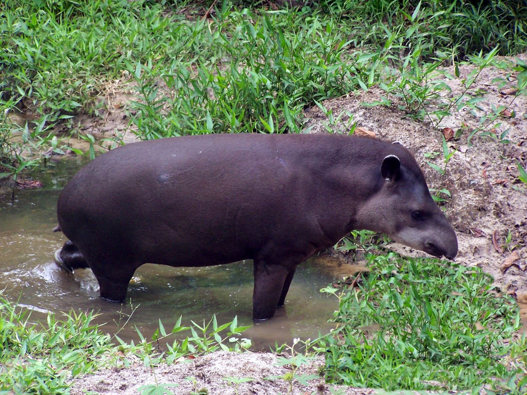 El Servicio Nacional Forestal y de Fauna Silvestre (Serfor) anunció que publicará este año los planes nacionales de recuperación de animales amenazados, como el tapir andino.