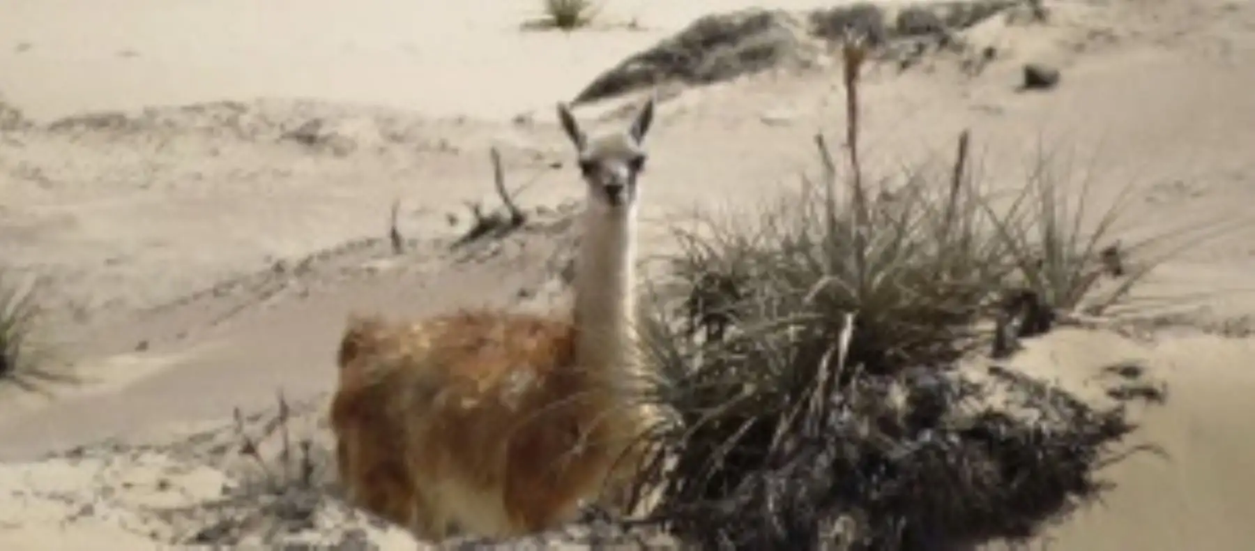 La Reserva Nacional San Fernando es una de las áreas naturales protegidas por el Estado peruano menos conocidas, pero que destaca por su privilegiada ubicación y amplia diversidad biológica que la ubican como la segunda más importante de la Costa después de la Reserva Nacional de Paracas.