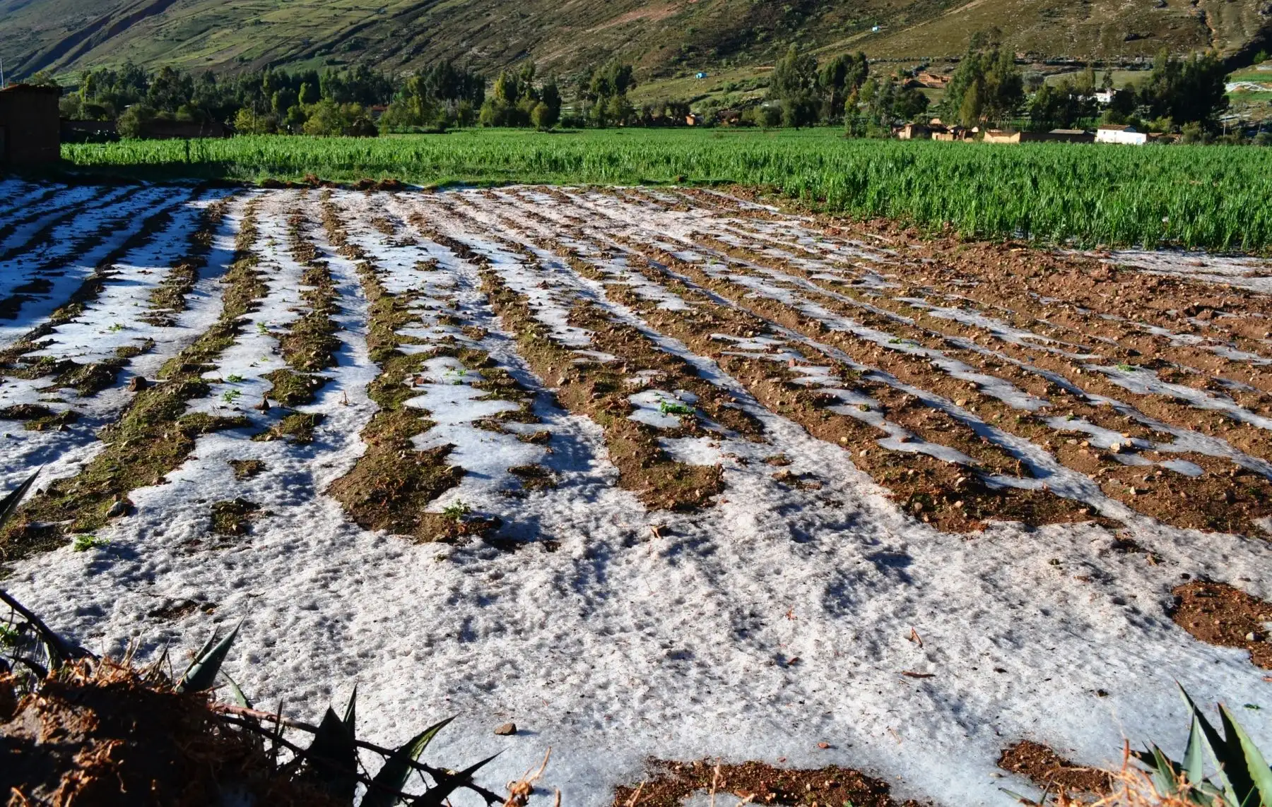 Senamhi advierte que lluvias en la Sierra podrían afectar al ganado y cultivos. ANDINA/archivo