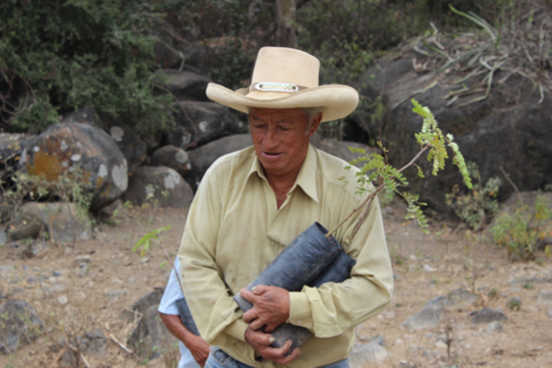 Población de Tumán participa en siembra de 1,000 plantones de algarrobo para reforestación del bosque seco en ese sector de Chiclayo.
