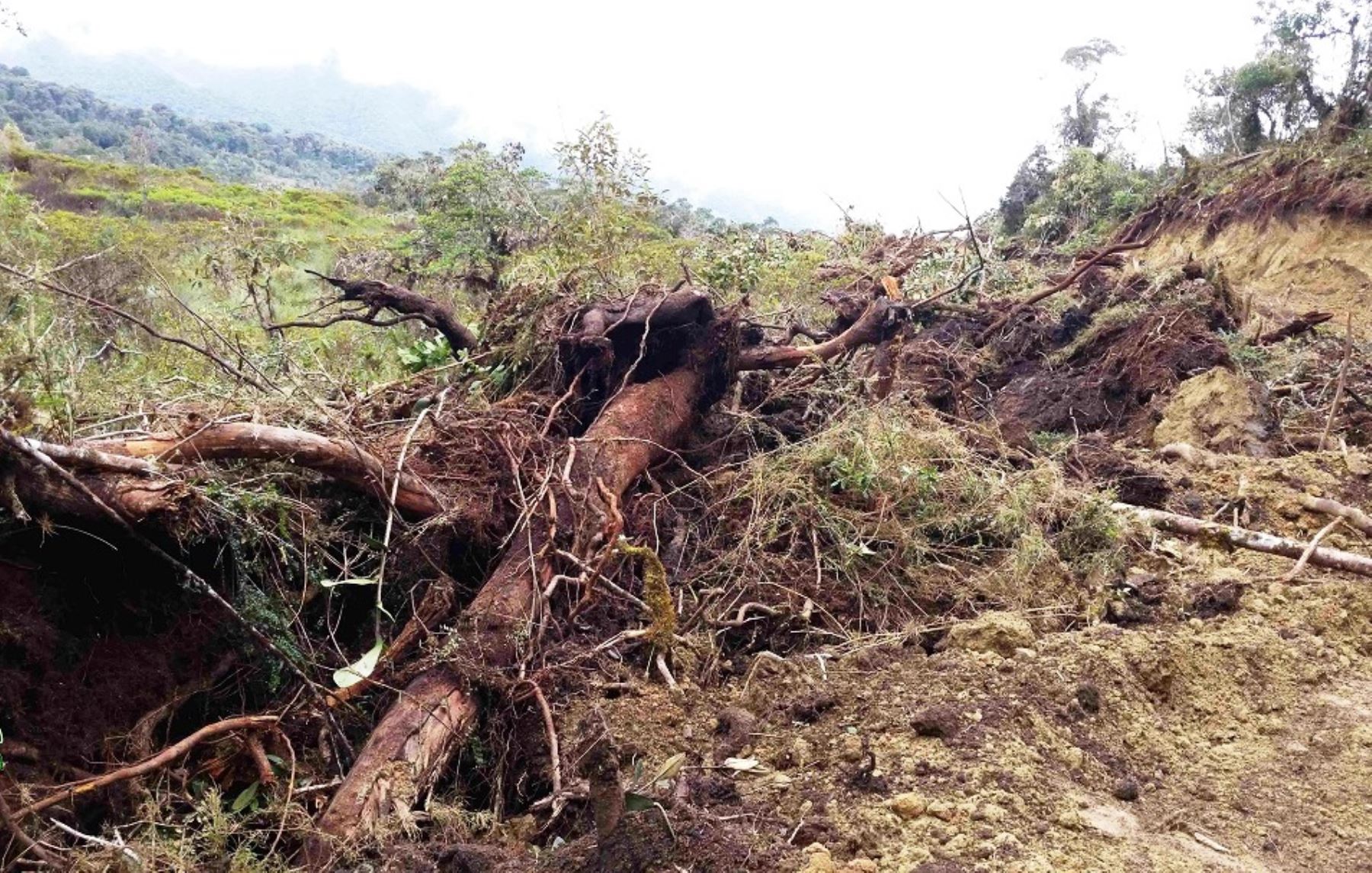 Vía carrozable causó daños en cabecera de cuenca del Parque Nacional Yanachaga Chemillén en Pasco.