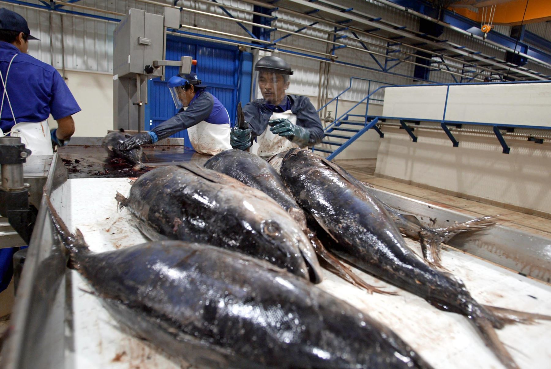 Pesca de atún. AFP