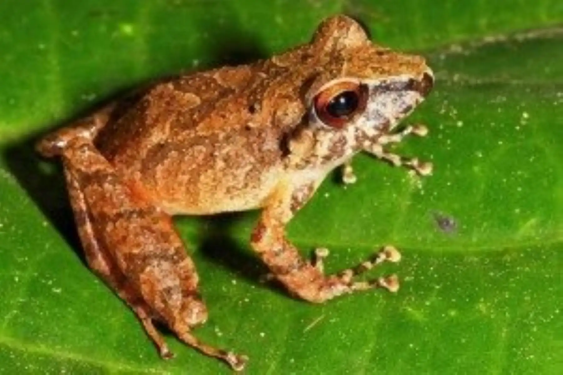 Una nueva especie de rana fue descubierta en el Parque Nacional Alto Purús, en Ucayali, revelo el Sernanp.