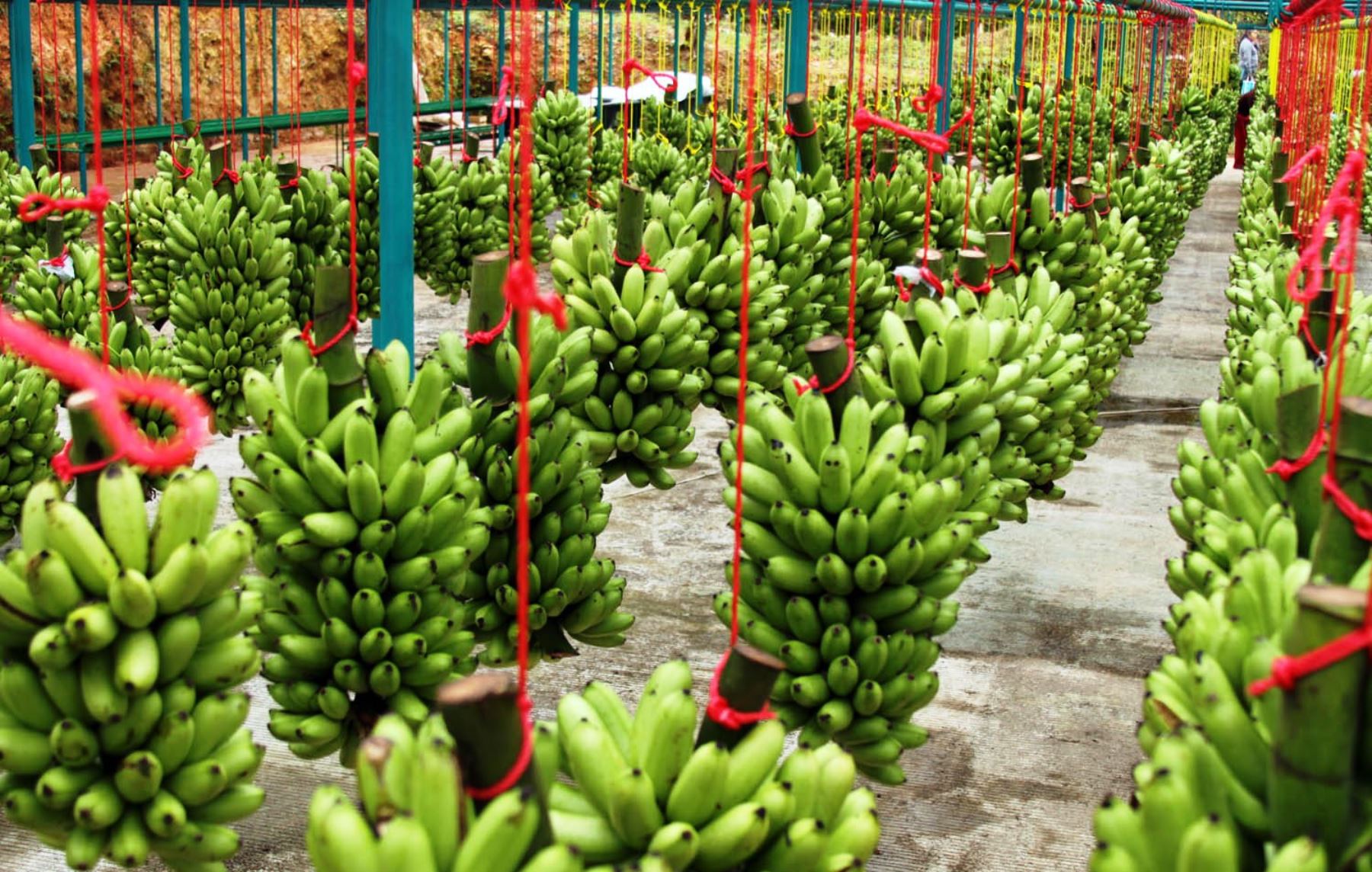 Plátano de exportación figura entre los cultivos que se impulsan en el programa de Reconversión Productiva que se ejecuta en el Vraem.
