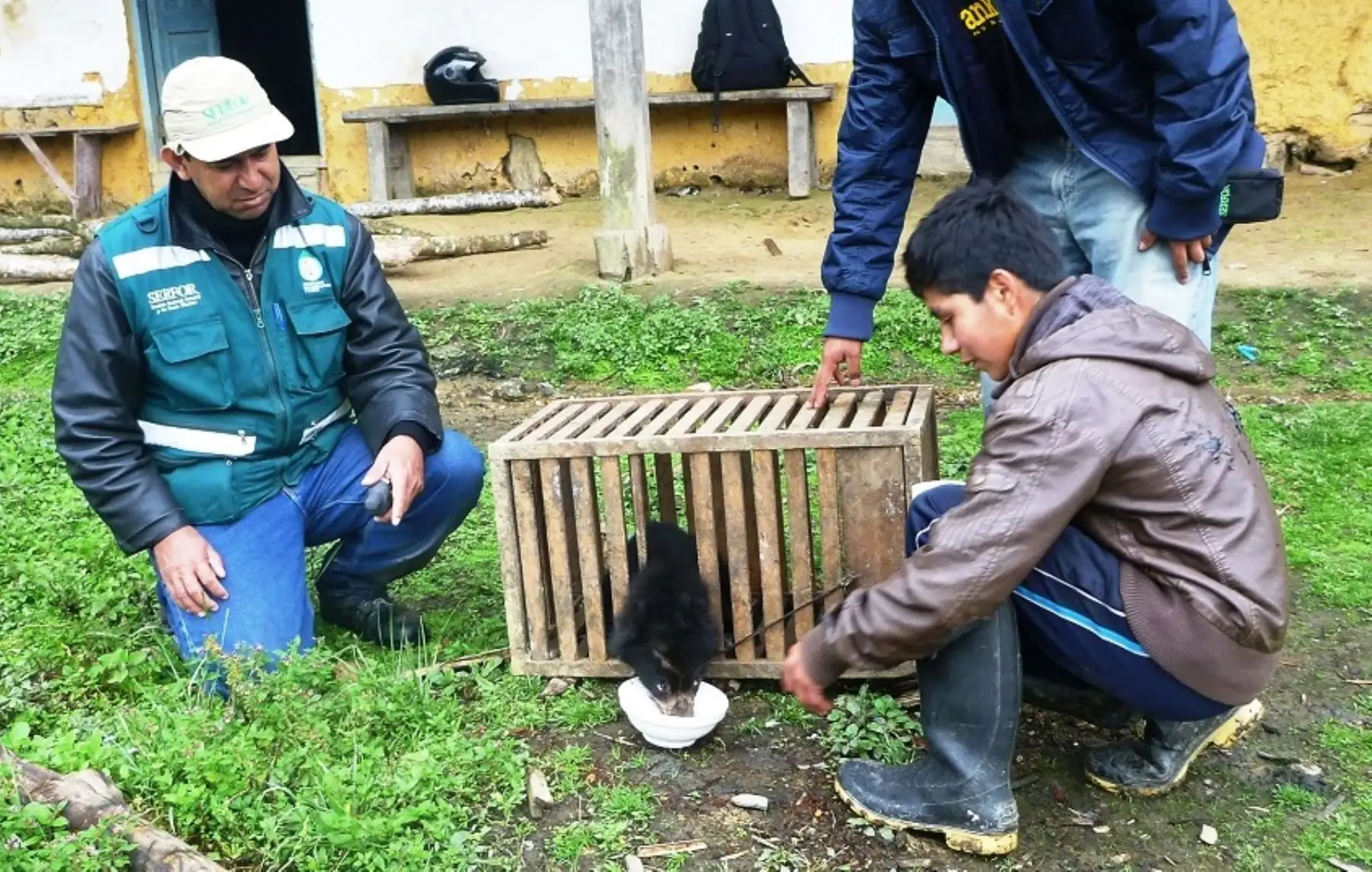 Personal del Serfor Piura rescató a cría de oso de anteojos que se hallaba perdida en zona agrícola de Huancabamba. ANDINA