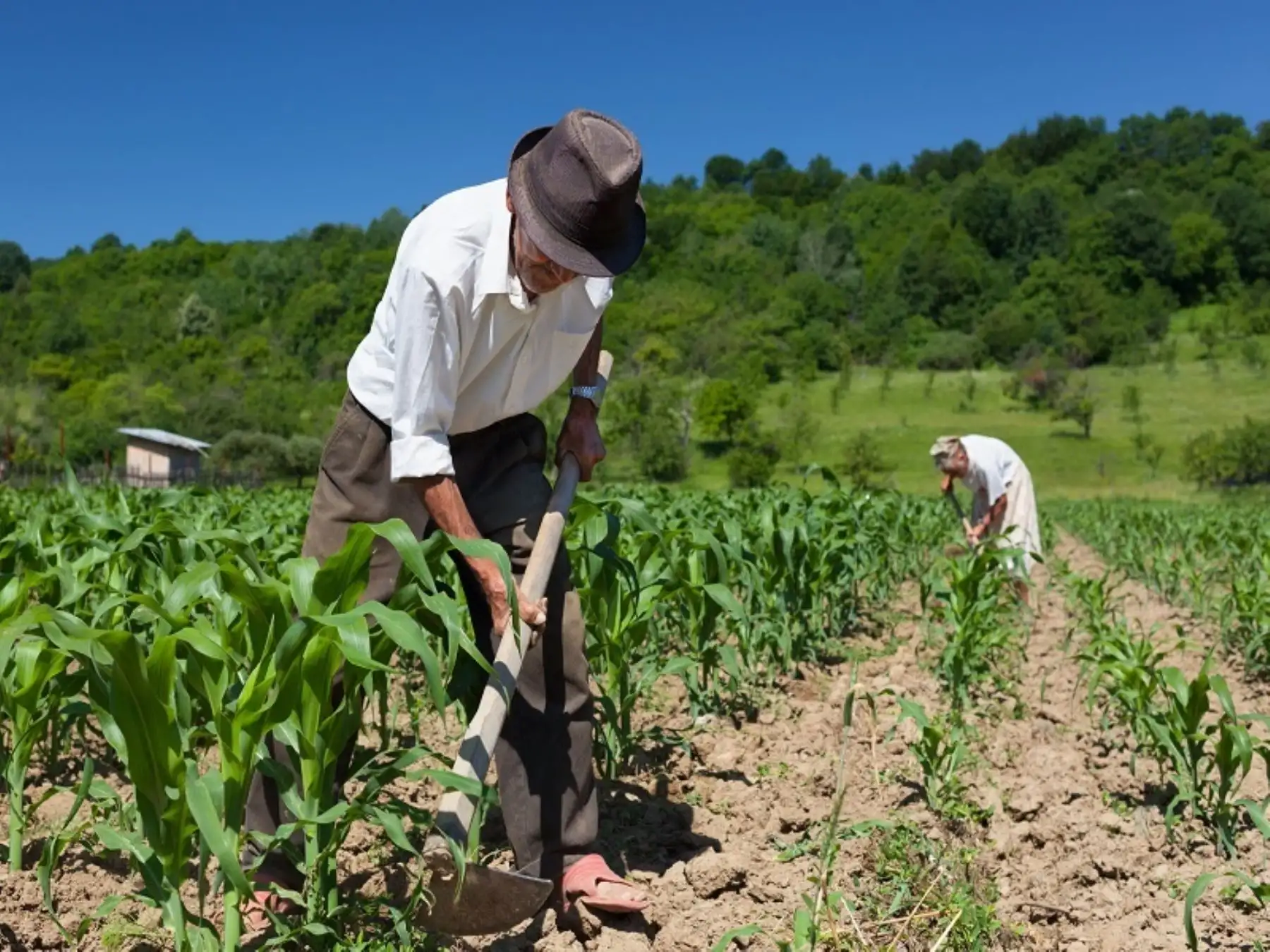 Alrededor de 280,000 agricultores de la región La Libertad, representados a través de las Juntas de Usuarios de Agua, decidieron agruparse como Asociación de Usuarios de Agua de La Libertad, alejándose de la ya conocida Junta de Nacional de Juntas de Usuarios con sede en Lima.