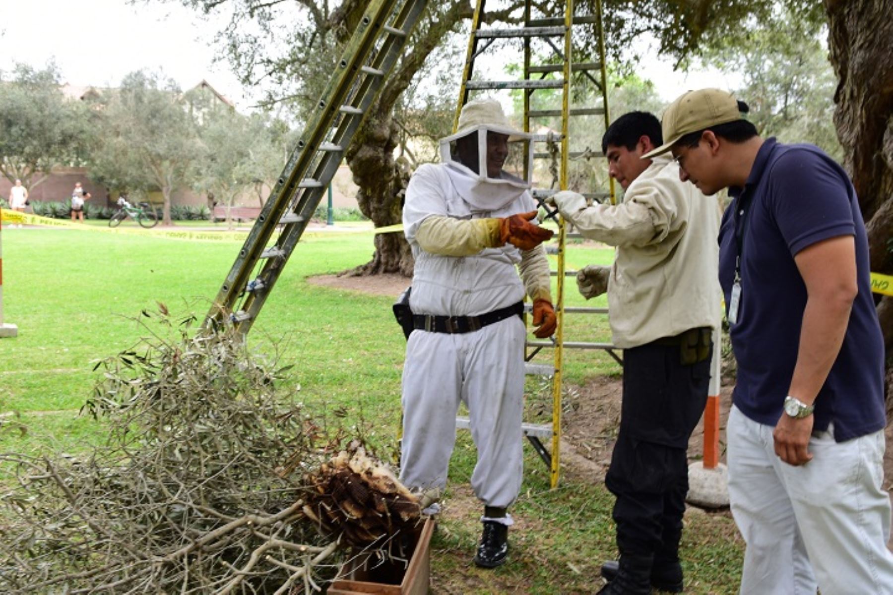 Panales de abejas fueron retirados de parque de San Isidro. Foto: Difusión.
