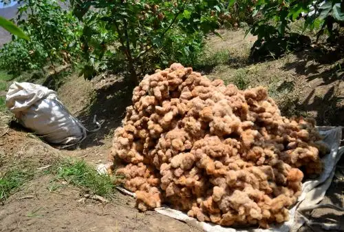 Investigarán algodón nativo en Lambayeque para su mejoramiento genético.ANDINA