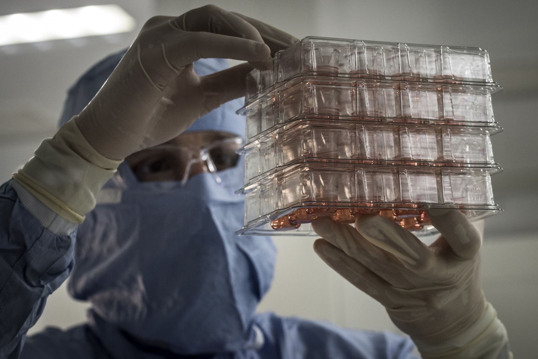 Tratar la infertilidad masculina sería posible tras crear espermas in vitro en ratones. Foto: AFP