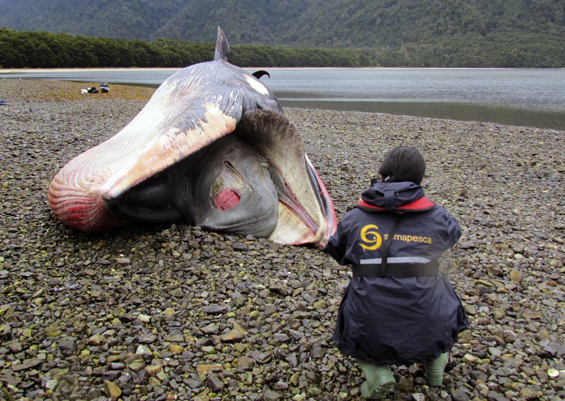 Hallazgo de ballenas muertas en Patagonia chilena puede ser un fenómeno periódico. Foto: AFP