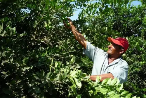 Créditos a pequeños productores. ANDINA/archivo