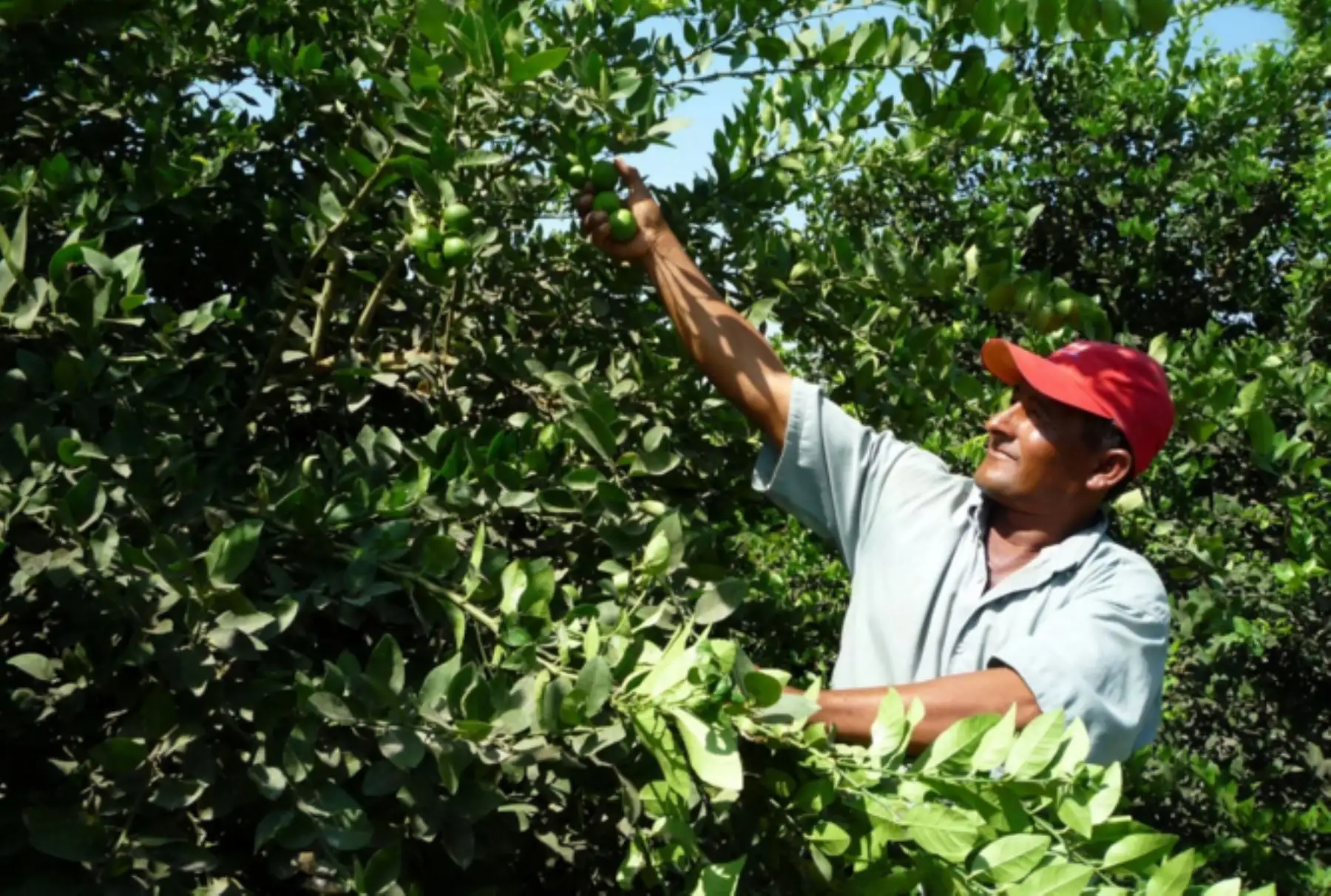 Créditos a pequeños productores. ANDINA/archivo